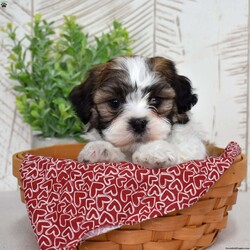 Kellogg/Teddy Bear									Puppy/Male	/December 30th, 2025,Kellogg is a whole bowl of fun. He’s bouncy, cheerful, and full of that classic Shichon charm. These pups are known for being adaptable and family-friendly, and Kellogg is no exception — he’ll happily play with the kids, greet the neighbors, and then curl up like a pro snuggler. His plush coat and expressive face make it nearly impossible to tell him “no”… trust me, he knows it too.