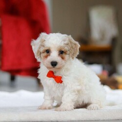 Miles/Bichon Frise									Puppy/Male	/7 Weeks,Hi, I’m Miles! I’m a very cute little Bichon puppy with the softest, fluffiest white coat and the happiest little wiggle you’ve ever seen. I love to bounce around and play, chasing toys and making everyone laugh with my silly puppy antics. When I’m not exploring or showing off how adorable I am, I’m happiest cuddled up close, soaking up all the love and giving sweet little puppy kisses. I have a bright, cheerful personality and a heart full of affection, and I can’t wait to be someone’s best friend forever!