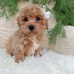 Toby/Bich-Poo									Puppy/Male	/9 Weeks,Meet Toby! He is an adorable Bichpoo puppy! He loves cuddles and all the attention! He is up to date on vaccines, and deworming. And has had a clear vet check done.The momma to these babies is a beautiful Bichon weighing around 12 pounds. And the dad a beautiful Mini poodle weighing 10 pounds. For more information call or text Mary Sue. A $200 deposit will reserve him and is nonrefundable. 