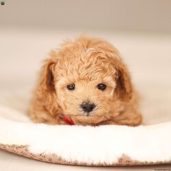 Noah/Maltipoo									Puppy/Male	/January 7th, 2026,Noah is a tan male Maltipoo puppy raised in a hands-on family environment with thoughtful early development and daily interaction. He receives daily interaction and thoughtful development to help him grow into a confident, well-adjusted companion.