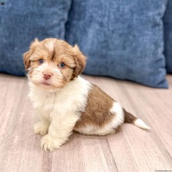 Harry/Havanese									Puppy/Female	/8 Weeks,Hello there!  I’m Harry a beautiful Havanese puppy! These puppies have a Mom that weighs around 11 pounds and Dad weighs around 12 pounds! Harry is the perfect addition to any family. Don’t miss the opportunity to bring home this delightful Havanese puppy! I’m well socialized with children and ready to fit into your family! I would love to fill your home with all of my  puppy love! I have been vet checked, microchipped and I am up to date on vaccinations and dewormings and will come with a one year genetic health guarantee. Call or text anytime to make me the newest addition to your family and get ready to spend a lifetime of tail wagging fun!