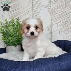Giselle/Cavachon									Puppy/Female	/December 24th, 2025,Graceful, glamorous, and just a little bit dramatic (in the cutest way possible), Giselle has that classic Cavachon sweetness mixed with playful charm. She adores being the center of attention and carries herself like the princess of the living room. Expect soft curls, soulful eyes, and a heart that’s pure gold. She’s affectionate, eager to please, and always ready for her close-up.