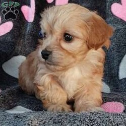 Champ/Toy Poodle Mix									Puppy/Male	/8 Weeks,Meet sweet lil Champ!! Family raised with love well socialized with children and adults caring heart who will always be there comforting you with lots of love! We have 3 children so our fur-babies get lots of attention/Snuggles!!!! If you want to meet, contact Susan to schedule a visit im a at home mom so im pretty available! You would get along vet certificate, microchip numbers, health records, warranty that’s good for up to 1 year and a lil baggy food!! 