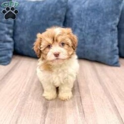 Jewel/Havanese									Puppy/Female	/9 Weeks,Hello there!  I’m Jewel a beautiful Havanese puppy! These puppies have a Mom that weighs around 11 pounds and Dad weighs around 12 pounds! Jewel is the perfect addition to any family. Don’t miss the opportunity to bring home this delightful Havanese puppy! I’m well socialized with children and ready to fit into your family! I would love to fill your home with all of my  puppy love! I have been vet checked, microchipped and I am up to date on vaccinations and dewormings and will come with a one year genetic health guarantee. Call or text anytime to make me the newest addition to your family and get ready to spend a lifetime of tail wagging fun!