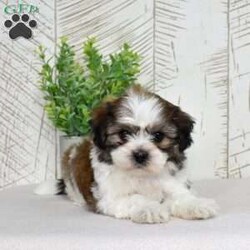 Kai/Teddy Bear									Puppy/Male	/December 30th, 2025,Kai may be small, but his confidence says otherwise. Shichons are bold little bundles of personality, and he wears it proudly. He’s playful, affectionate, and always ready to be involved in whatever you’re doing (yes, even folding laundry). With his fluffy coat and happy-go-lucky attitude, Kai brings energy, laughter, and nonstop tail wags wherever he goes.