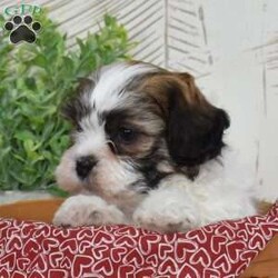 Kellogg/Teddy Bear									Puppy/Male	/December 30th, 2025,Kellogg is a whole bowl of fun. He’s bouncy, cheerful, and full of that classic Shichon charm. These pups are known for being adaptable and family-friendly, and Kellogg is no exception — he’ll happily play with the kids, greet the neighbors, and then curl up like a pro snuggler. His plush coat and expressive face make it nearly impossible to tell him “no”… trust me, he knows it too.