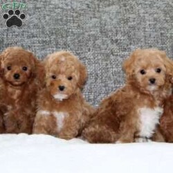 Kirk/Havapoo									Puppy/Male	/8 Weeks,This is a gorgeous litter of family/house raised havapoo puppies. Their mom is a havapoo, and their dad is a toy poodle. They have dark red colored coats, and are well socialized and looking for their new forever homes. They are up to date on their vaccinations and dewormings, and have been vet checked. Feel free to call with questions, or to set up a time to come visit them. Thanks,