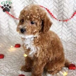 Grant/Toy Poodle									Puppy/Male	/11 Weeks,Meet Grant! These sweet AKC-registered Toy Poodle puppies are raised with lots of love and attention. They are microchipped and come from genetically tested parents, Rambo (4.5 lbs) and Brinley (8.5 lbs). Each puppy is vet checked, up to date on shots and wormer, and goes home with a 30-day health guarantee plus a 2-year genetic health guarantee. Raised around kids, they are well socialized, playful, and affectionate with great little temperaments. They’re truly wonderful pups looking for loving homes. Grant is 100 genetically clear and has an approximated adult weight of 6-8 lbs.
