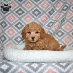Peanut/Bich-Poo									Puppy/Male	/December 1st, 2025,Peanut is a sweet Bich Poo puppy with a golden coat and charming white accents. His playful, goofy personality makes him impossible not to love. Peanut thrives on interaction and loves being part of family life.