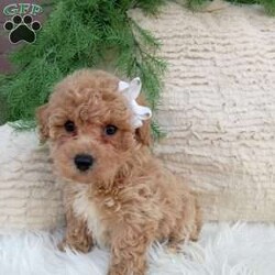 Toby/Bich-Poo									Puppy/Male	/9 Weeks,Meet Toby! He is an adorable Bichpoo puppy! He loves cuddles and all the attention! He is up to date on vaccines, and deworming. And has had a clear vet check done.The momma to these babies is a beautiful Bichon weighing around 12 pounds. And the dad a beautiful Mini poodle weighing 10 pounds. For more information call or text Mary Sue. A $200 deposit will reserve him and is nonrefundable. 