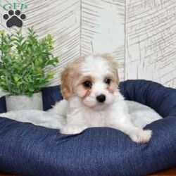 Giselle/Cavachon									Puppy/Female	/December 24th, 2025,Graceful, glamorous, and just a little bit dramatic (in the cutest way possible), Giselle has that classic Cavachon sweetness mixed with playful charm. She adores being the center of attention and carries herself like the princess of the living room. Expect soft curls, soulful eyes, and a heart that’s pure gold. She’s affectionate, eager to please, and always ready for her close-up.