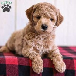 Buddy/Mini Goldendoodle									Puppy/Male	/December 21st, 2025,Say hello to a totally cute and lovable Mini Goldendoodle puppy named Buddy! He is friendly and playful. He has been raised in the house with regular playtime and socializing. His mother is on the premises for you to see and meet. He comes with a vet check, shots, dewormer and a health guarantee. If you think Buddy would make the perfect new bestie for you, call us now! We would love to answer any questions you may have! 