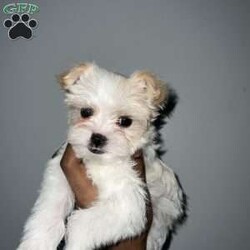 Cyrus/Yorkie									Puppy/Male	/16 Weeks,Cyrus is a handsome white and tan boy with lots of personality very playful and loving will definitely steal your heart out your chest and fill your home with warmth