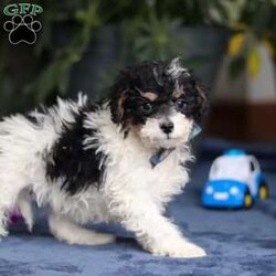 Ricky/Saint Berdoodle									Puppy/Male	/14 Weeks,Meet Ricky, a very cute F1B Miniature Saint Bernedoodle boy with the sweetest personality and the most irresistible fluffy coat! This handsome little guy is full of charm, curiosity, and playful energy, always ready to explore his surroundings or cuddle up right by your side. Ricky has a gentle, loving nature and a happy tail that never seems to stop wagging. He’s smart, affectionate, and eager to please, making him a wonderful companion for families of all ages. Whether he’s romping around during playtime or snuggling in for a cozy nap, Ricky is sure to fill your home with laughter, love, and puppy kisses.