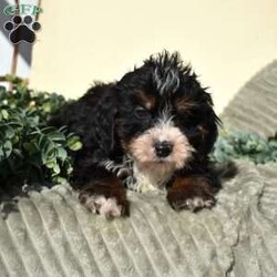 Flax/Mini Bernedoodle									Puppy/Male	/25 Weeks,Flax is a chocolate-coated micro Bernedoodle with a personality as rich and inviting as his fur. Curious, playful, and affectionate, Flax brings energy and warmth to every room he enters. His soft, hypoallergenic coat makes cuddles cozy and safe, perfect for snuggling after a busy day of play.