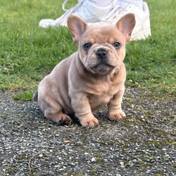 Last 2 French bulldog puppies/French Bulldog/Female/Sex: Mixed Litter,We are thrilled to introduce our stunning litter of 4 French Bulldog puppies, born on 09/01/2026 from the exceptional pairing of Fluffs & Pink ops.