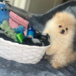  Tiny cream Cutie boy pure Pomeranians /Pomeranian/Female/Sex: Male,These handsome pure breed tiny boys was born on the 6th of January with a whelper on hand @CutieK9’s. there growth has been watched by many on TikTok live. 