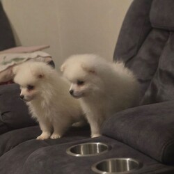 Pomeranian puppies /Pomeranian/Female/Sex: Male,We have 3  beautiful male  Pomeranian puppy’s   complete sweethearts
