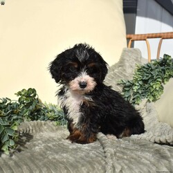 Flax/Mini Bernedoodle									Puppy/Male	/25 Weeks,Flax is a chocolate-coated micro Bernedoodle with a personality as rich and inviting as his fur. Curious, playful, and affectionate, Flax brings energy and warmth to every room he enters. His soft, hypoallergenic coat makes cuddles cozy and safe, perfect for snuggling after a busy day of play.