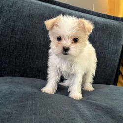 Cyrus/Yorkie									Puppy/Male	/16 Weeks,Cyrus is a handsome white and tan boy with lots of personality very playful and loving will definitely steal your heart out your chest and fill your home with warmth