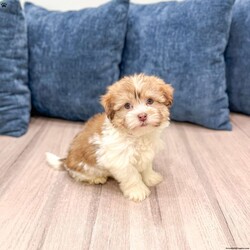 Molly/Havanese									Puppy/Female	/13 Weeks,Hello there! I’m Molly a beautiful Havanese puppy! These puppies have a Mom that weighs around 11 pounds and Dad weighs around 12 pounds! Molly is the perfect addition to any family. Don’t miss the opportunity to bring home this delightful Havanese puppy! I’m well socialized with children and ready to fit into your family! I would love to fill your home with all of my  puppy love! I have been vet checked, microchipped and I am up to date on vaccinations and dewormings and will come with a one year genetic health guarantee. Call or text anytime to make me the newest addition to your family and get ready to spend a lifetime of tail wagging fun! 