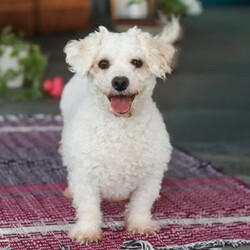 Charlie/Bichon Frise									Puppy/Male	/8 Weeks,Charlie is an absolutely adorable AKC Bichon Frise puppy with a heart as soft as his fluffy white curls. This sweet little guy has the brightest, most curious eyes and a playful spirit that makes everyone fall in love with him instantly. Whether he’s prancing around on his tiny paws, snuggling up for cozy cuddles, or showing off his gentle, loving personality, Charlie brings pure joy wherever he goes. He’s the perfect blend of elegance and playful mischief—an irresistibly cute companion who’s sure to become someone’s very best friend.