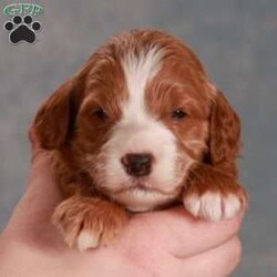 Ginger/Mini Goldendoodle									Puppy/Female	/12 Weeks,Meet Ginger! She is an awesome little girl. With her rich wavy coat and beautiful tuxedo markings she will grown up to be a gorgeous girl! We expect her to be around 20-22 pounds full grown. Ginger is a very friendly, outgoing little girl and she love her playtime with people or other pups! She is very free with his kisses and she will be happy to give you lots if you come visit her! If your looking for a great family dog, Ginger is your girl. We would love to have you come visit her! Reach out to us by call or text at to set up a in person visit or a Zoom call if that fits your schedule better. Such an amazing little girl won’t be available long! Both of Gingers’s parents are genetic tested for genetic disorders and they are very healthy dogs! So we have very high expectations for Ginger and we want her to have a great life with a great family! Ginger will also come home with all of her vaccinations and deworming up-to-date, a doctors health certificate, and a two year genetic health guarantee. She will also be microchipped.