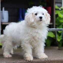 Ace/Maltipoo									Puppy/Male	/14 Weeks,Hi, I’m Ace— a darling little Maltipoo with a heart full of love and a playful sparkle in my eyes! My soft, fluffy coat and happy little wiggle make it hard not to smile when you see me. I love playing with my toys, exploring new places, and curling up for cozy snuggles when it’s time to rest. Whether I’m bouncing around or nestled in your arms, I’m always ready to fill your days with joy, laughter, and sweet puppy kisses!
