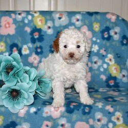 Patches/Toy Poodle									Puppy/Male	/January 13th, 2026,Meet your new BFF, Patches! This adorable Toy Poodle puppy is vet checked & up to date on shots & wormer, plus comes with a health guarantee provided by the breeder! Patches is well socialized & currently being family raised with children!