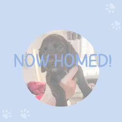 Cocker Spaniel pups, mam and dad KC reg/Cocker Spaniel/Female/Sex: Mixed Litter,My beautiful girl has had a lovely litter of 7 Cocker Spaniel puppies, with only 2 girls left now to be homed.