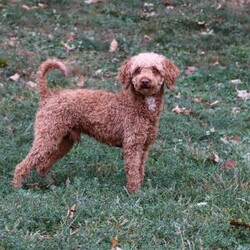Emmett/Cockapoo									Puppy/Male	/11 Weeks,Introducing an adorable F1 Cockapoo named Emmett! This boy is the definition of sweet and lovable—always ready to greet people with tail wags and snuggles. He has a playful side too, especially when there’s a toy involved or a new spot to explore. With his soft, wavy coat and warm eyes, he knows exactly how to melt hearts. Whether it’s joining in on adventures or curling up for a cozy nap, this little one may just be the perfect little sidekick for your family!