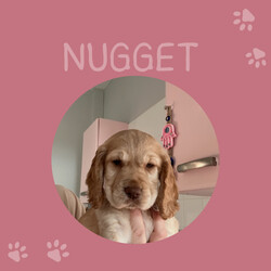 Cocker Spaniel pups, mam and dad KC reg/Cocker Spaniel/Female/Sex: Mixed Litter,My beautiful girl has had a lovely litter of 7 Cocker Spaniel puppies, with only 2 girls left now to be homed.