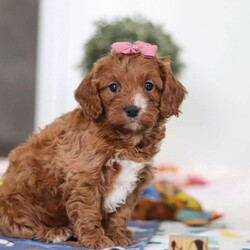 Brielle/Cavapoo									Puppy/Female	/6 Weeks,Meet Brielle—your soon-to-be best friend! This darling Cavapoo puppy is full of sweetness, charm, and a whole lot of love. With her soft, fluffy coat, bright curious eyes, and irresistible little face, she’s sure to capture your heart instantly. Brielle adores attention and spends her days happily playing, exploring, and snuggling up for cozy naps. Her affectionate, cheerful personality makes her the perfect companion, and she’ll gladly follow you wherever you go, always ready to share love and cuddles. If you’re searching for a loyal, playful pup to fill your home with joy, Brielle could be the perfect match!