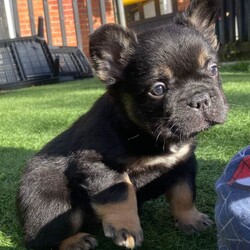 Frenchie ready now/French Bulldog/Female/Sex: Male,Hiya we have one beautiful black and tan fluffy frenchie from a litre of 5.