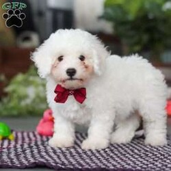 Nick/Bichon Frise									Puppy/Male	/10 Weeks,Nick is an absolutely adorable AKC Bichon Frise puppy with a heart as soft as his fluffy white curls. This sweet little guy has the brightest, most curious eyes and a playful spirit that makes everyone fall in love with him instantly. Whether he’s prancing around with his tiny paws, snuggling up for cuddles, or showing off his gentle, loving personality, Nick brings pure joy wherever he goes. He’s the perfect mix of elegance and puppy mischief—an irresistibly cute little companion who’s clearly destined to be someone’s very best friend.