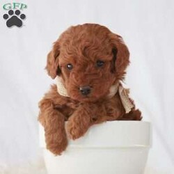 Maverick/Toy Poodle									Puppy/Male	/February 8th, 2026,Meet Maverick! An adorable Easter puppy! Pictures are cute, but they don’t do justice! He is a playful cuddly ball of fur with a gorgeous deep red coat. He has a fun loving personality that makes him a very playful puppy. He is being well taken care of in our house till he can find his new family. His mom is around 9 pounds, and his dad 5 pounds. He will come to you fully vaccinated and dewormed. He will also be microchipped! I send a bag of puppy food he’s currently on as well as a folder of papers along home with you. I aim to make the adoption process as smooth as possible for you, and if you have any questions don’t hesitate to reach out to me!