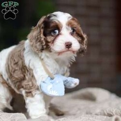 Emmett/Cockapoo									Puppy/Male	/11 Weeks,Introducing an adorable F1 Cockapoo named Emmett! This boy is the definition of sweet and lovable—always ready to greet people with tail wags and snuggles. He has a playful side too, especially when there’s a toy involved or a new spot to explore. With his soft, wavy coat and warm eyes, he knows exactly how to melt hearts. Whether it’s joining in on adventures or curling up for a cozy nap, this little one may just be the perfect little sidekick for your family!