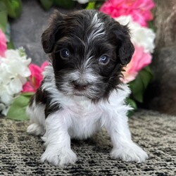 Adopt a dog:Dorian/Havanese/Female/February 13, 2026,Hi, I'm Dorian! I'm a 5-week-old male Havanese with a beautiful chocolate coat, born on February 13. I'll be ready to go home to my forever family after April 17, once I'm grown enough to leave my litter. When I reach my adult size, I should weigh between 10–16 lbs. I'm AKC registered. My heart is full of love, and I'm ready to share it with you.
