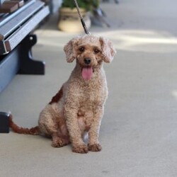 Olivia/Cavapoo									Puppy/Female	/12 Weeks,Hi I’m Olivia, a very cute Cavapoo puppy with a sweet personality and a heart full of love! I have a soft, fluffy coat and bright, expressive eyes that make me impossible to resist. I’m playful, curious, and love exploring my surroundings. I enjoy spending time with people, playing with toys, and getting lots of cuddles and attention. With my gentle nature and loving personality, I will make a wonderful companion and bring so much joy to my new family.