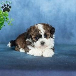 Quilla/Teddy Bear									Puppy/Female	/13 Weeks,Quilla is pure sweetness with a fluffy brown and white coat and the most lovable teddy bear look. Her warm coloring gives her a cozy, classic puppy appearance, and her soft texture makes her impossible not to cuddle. Quilla has that “pick me up and hug me” vibe that teddy bear puppies are known for.