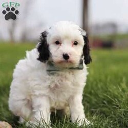 Mason/Cavapoo									Puppy/Male	/7 Weeks,Hi, I’m Mason! I’m a tiny bundle full of love and curiosity. I’m a F1 Cavapoo with the sweetest little face and the softest coat—perfect for cozy snuggles by the fireplace. I’m full of energy but gentle at heart, and I love spreading joy wherever I go. Every little adventure feels like a celebration to me! With my loving personality, I’m sure to brighten any home. I’m eager to learn, I love being around people, and I’ll quickly become your loyal best friend who fits right into your heart and home.