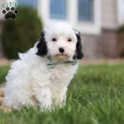 Mason/Cavapoo									Puppy/Male	/7 Weeks,Hi, I’m Mason! I’m a tiny bundle full of love and curiosity. I’m a F1 Cavapoo with the sweetest little face and the softest coat—perfect for cozy snuggles by the fireplace. I’m full of energy but gentle at heart, and I love spreading joy wherever I go. Every little adventure feels like a celebration to me! With my loving personality, I’m sure to brighten any home. I’m eager to learn, I love being around people, and I’ll quickly become your loyal best friend who fits right into your heart and home.