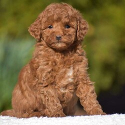 Kassie/Miniature Poodle									Puppy/Female	/9 Weeks,We are eager to introduce Kenny and Kiera’s new litter of purebred Mini Red Poodle Puppies! These adorable red pups were born on February 2, 2026. They love playing with our children and they love attention! Its so much fun to watch them run and play in the grass! They are all very well socialized! Dad Kenny is our handsome 10 pound Red Poodle.  Mom Kiera weighs 13 pounds. Both parents have been very healthy all their lives and are friendly dogs. These purebred puppies can be ACA registered. We expect these pups will be 10-15 pounds as adults. Our puppies eat Nutri-Source Puppy food, a high quality puppy food that can be bough on Amazon. These puppies are fully vaccinated and dewormed. They come with a health certificate, vaccination records, a small bag of Nutri-Source Puppy food, and a blanket with mom and littermate’s scent on it. Please call us with any questions about this litter, if we don’t answer, please leave a message and we’ll call you right back. Visits to meet the puppies are by appointment only. 