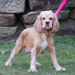 Chloe/Cockapoo									Puppy/Female	/10 Weeks,Meet Chloe, an adorable Cockapoo puppy with a beautiful, fluffy coat and an outgoing personality that’s impossible to resist! She loves being around people and is always ready for playtime, cuddles, or tagging along on your daily adventures. Chloe’s cheerful, friendly nature makes her a wonderful companion for families, couples, or individuals alike.