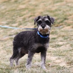 Dylan/Miniature Schnauzer									Puppy/Male	/10 Weeks,Meet Dylan—the little AKC Miniature Schnauzer with a big personality and an even bigger heart! This handsome Schnauzer is full of charm, from his expressive eyes to that classic look everyone loves.