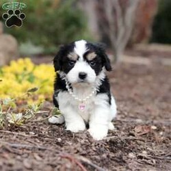 Queen/Cavachon									Puppy/Female	/6 Weeks,Say hello to Queen, our sweet little Cavachon girl! She’s got the softest coat and the most loving personality. Cavachons are a mix between a Cavalier King Charles Spaniel and a Bichon Frise, and they’re known for being super affectionate, gentle, and great with just about everyone.