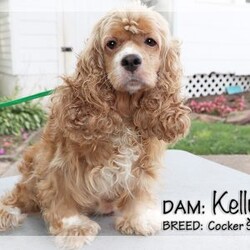 Colton/Cockapoo									Puppy/Male	/10 Weeks,Colton is an adorable red male Cockapoo puppy, born on Jan 27, 2026. Dam is a Cocker Spaniel, Kelly and Sire is Russell, a Miniature Poodle.