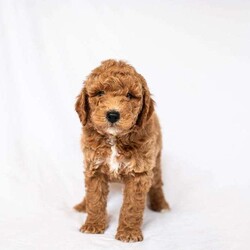 Daffodil/Miniature Poodle									Puppy/Male	/February 3rd, 2026