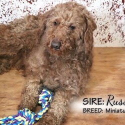 Colton/Cockapoo									Puppy/Male	/10 Weeks,Colton is an adorable red male Cockapoo puppy, born on Jan 27, 2026. Dam is a Cocker Spaniel, Kelly and Sire is Russell, a Miniature Poodle.