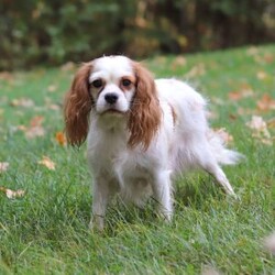 Mickey/Cavapoo									Puppy/Male	/7 Weeks,Introducing Mickey, a sweet little Cavapoo who is as lovable as they come! This darling boy is always ready to greet everyone with happy tail wags and cozy snuggles. He has a playful side too—especially when there’s a toy to chase or a new place to explore. With his soft, wavy coat and warm, expressive eyes, Mickey has a way of melting hearts wherever he goes. Whether he’s tagging along on little adventures or curling up for a peaceful nap, he’s the perfect tiny companion to bring love and joy into your home.